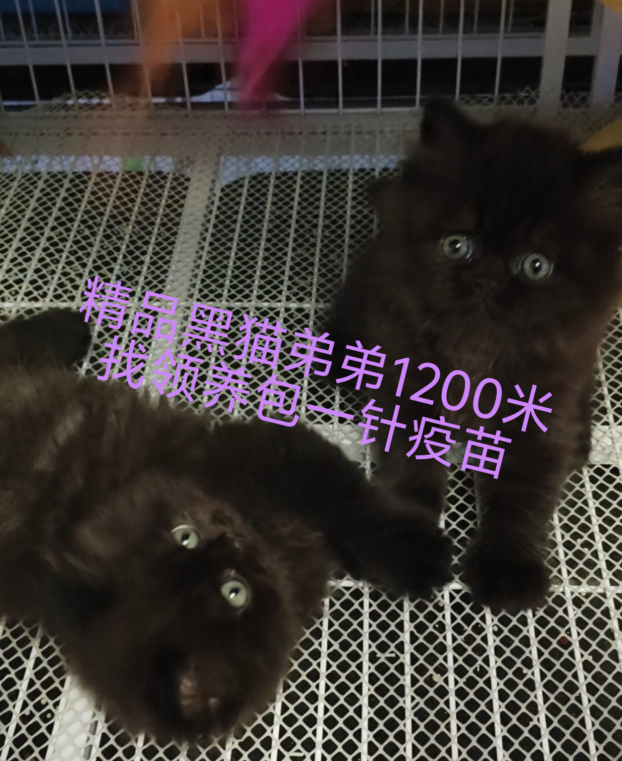 黑猫拿破仑 蓝猫 蓝白矮脚紫金矮脚金点高脚矮脚 赛凯弟弟妹妹大疫苗全